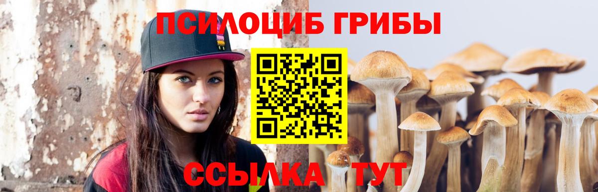 Галлюциногенные грибы Psilocybe Брянск